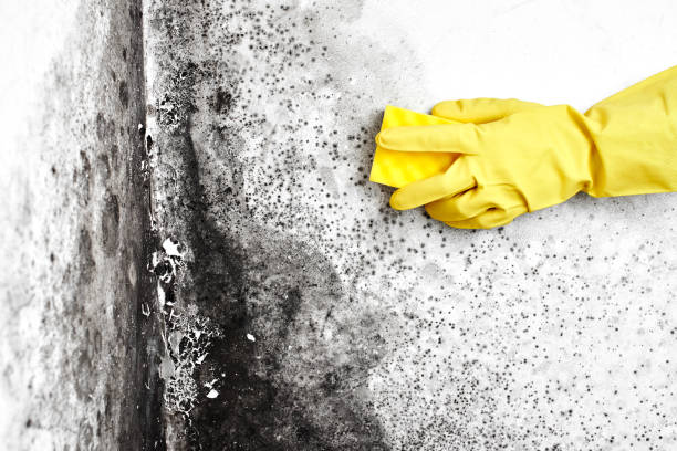 Best Commercial Mold Remediation in Junction City, KY