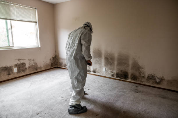 Best White Mold Remediation in Junction City, KY