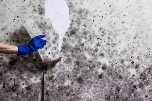 Best Attic Mold Remediation in Junction City, KY