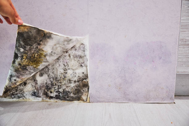 Best DIY Mold Remediation Support Services in Junction City, KY